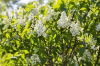 Syringa vulgaris Mme Lemoine 3L 40-  60