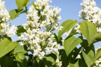 Syringa vulgaris Mme Lemoine 3L 40-  60