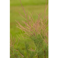 Tamarix ramosissima Pink Cascade 100- 150 cm