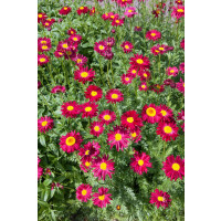 Tanacetum coccineum Robinsons Rot 2L 80-