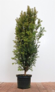 Taxus baccata 5L 80- 100