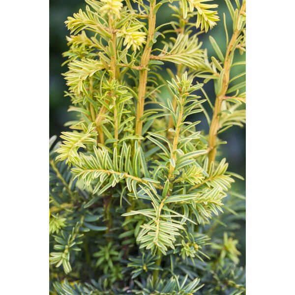 Taxus baccata Fastigiata Goldstar C 7,5 50-  60