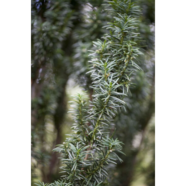 Taxus baccata Westerstede C 3 30-  40