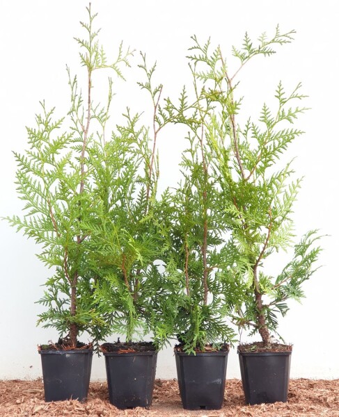 Thuja occidentalis Brabant 0,5 Liter Topf 40- 60 cm