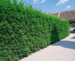 Thuja occidentalis Brabant 0,5 Liter Topf 40- 60 cm