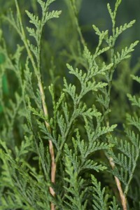 Thuja occidentalis Brabant 0,5 Liter Topf 40- 60 cm