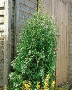 Thuja occidentalis Brabant 0,5 Liter Topf 40- 60 cm