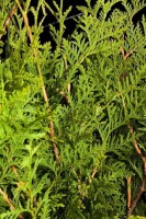 Thuja occidentalis Brabant 0,5 Liter Topf 40- 60 cm