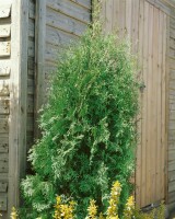 Thuja occidentalis Brabant 0,5 Liter Topf 40- 60 cm