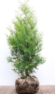 Thuja occidentalis Brabant mB 80- 100 kräftig buschig Sonderaktion