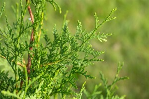 Thuja occidentalis Brabant mB 80- 100 kräftig buschig Sonderaktion