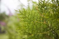 Thuja occidentalis Brabant mB 80- 100 kräftig buschig Sonderaktion