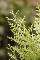 Thuja occidentalis Brabant mB 80- 100 kräftig buschig Sonderaktion