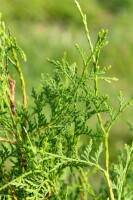 Thuja occidentalis Brabant mB 80- 100 kräftig buschig Sonderaktion