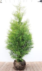 Thuja occidentalis Brabant 3xv mB 150- 175 cm