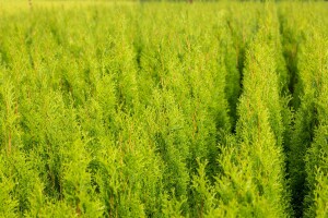 Thuja occidentalis Brabant 3xv mB 150- 175 cm