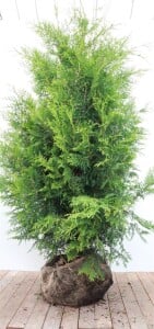 Thuja occidentalis Brabant mb 175- 200 cm