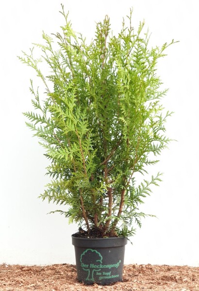 Thuja occidentalis Brabant 2 Liter Topf 60- 100 cm