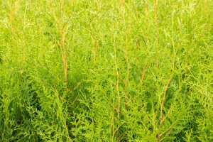 Thuja occidentalis Brabant 2 Liter Topf 60- 100 cm