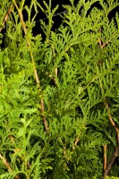 Thuja occidentalis Brabant 2 Liter Topf 60- 100 cm