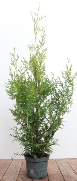 Thuja occidentalis Brabant 2 Liter Topf 100-125 cm