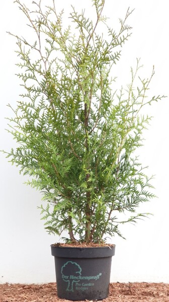 Thuja occidentalis Brabant 3 Liter Topf 80- 100 cm