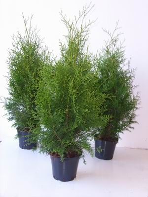 Thuja occidentalis Brabant 5 Liter Topf 80- 100 cm