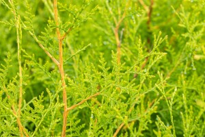 Thuja occidentalis Brabant 5 Liter Topf 80- 100 cm