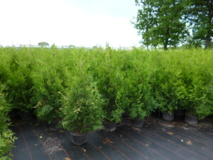 Thuja occidentalis Brabant 5 Liter Topf 100- 125 cm