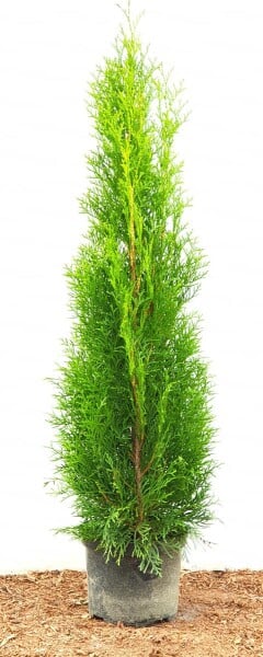 Thuja occidentalis Smaragd 80- 100 cm