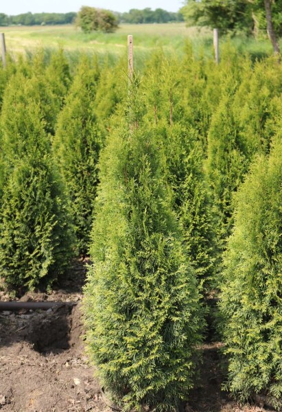 Thuja occidentalis Smaragd mB 140-160 cm