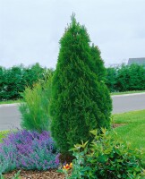 Thuja occidentalis Smaragd mB 140-160 cm