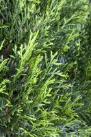 Thuja occidentalis Smaragd mB 140-160 cm