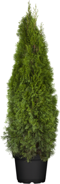 Thuja occidentalis Smaragd 120- 140 cm