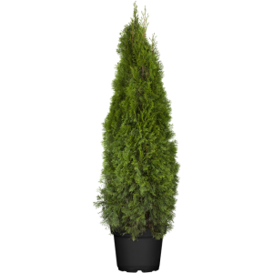 Thuja occidentalis Smaragd 120- 140 cm