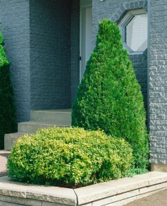 Thuja occidentalis Smaragd 120- 140 cm