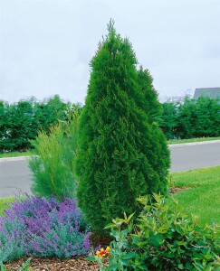 Thuja occidentalis Smaragd 120- 140 cm