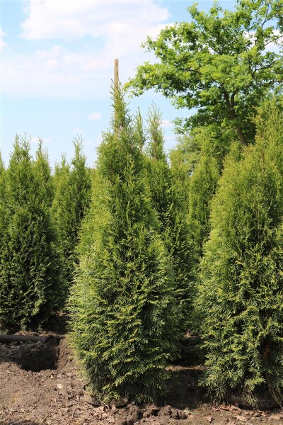 Thuja occidentalis Smaragd mB 160- 180 cm