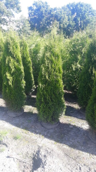 Thuja occidentalis Smaragd mB 180- 200 cm