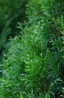 Thuja occidentalis Smaragd mB 180- 200 cm