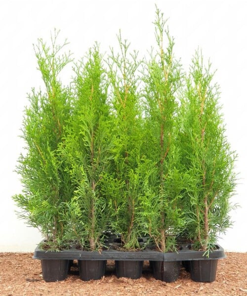 Thuja occidentalis Smaragd Topfballen 30-  40 cm