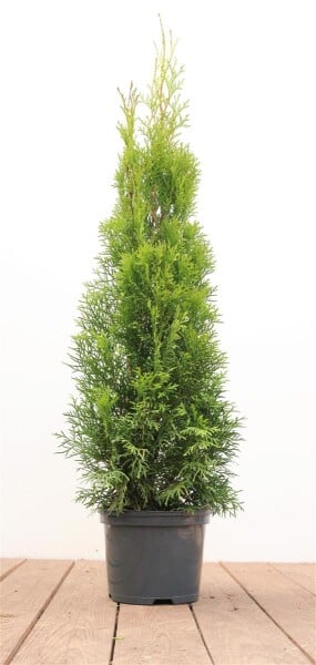 Thuja occidentalis Smaragd 60- 80 cm