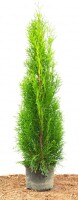 Thuja occidentalis Smaragd 60- 80 cm