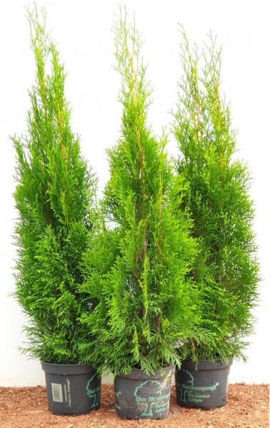 Thuja occidentalis Smaragd 80- 100 cm sehr kräftig