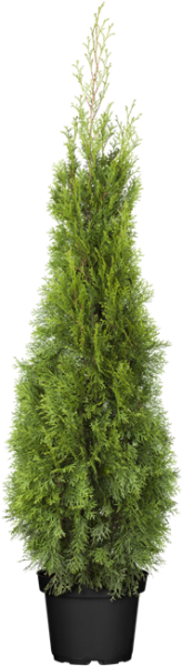 Thuja occidentalis Smaragd 100- 120 cm