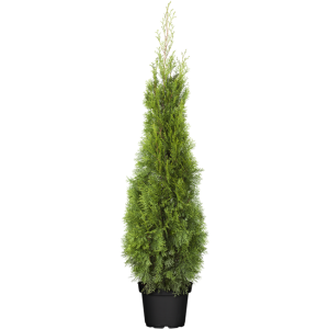Thuja occidentalis Smaragd 100- 120 cm