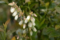 Vaccinium corymbosum Brigitta 40- 60 cm