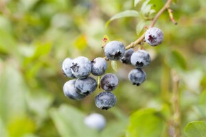 Vaccinium corymbosum Toro 80- 100 cm