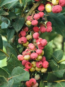 Vaccinium corymbosum 60- 80 cm