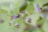 Vaccinium corymbosum 60- 80 cm